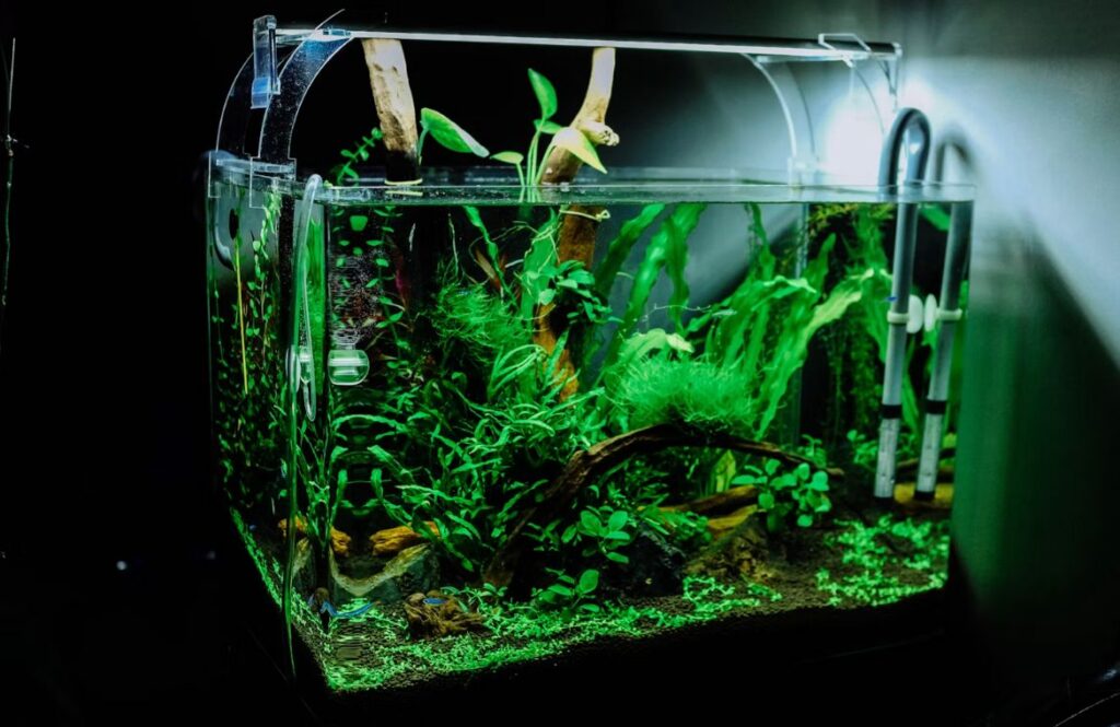Clear glass planted aquarium photographed from the front before being dismantled for a move