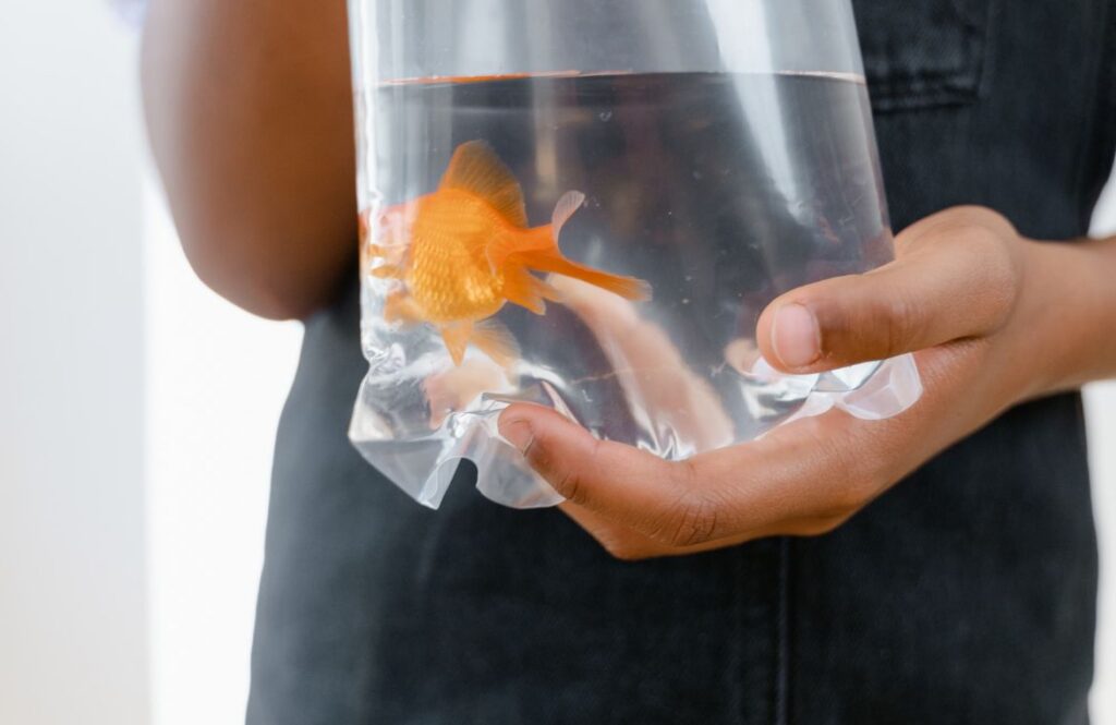 Goldfish in a water-filled transport bag being carried by hand on moving day